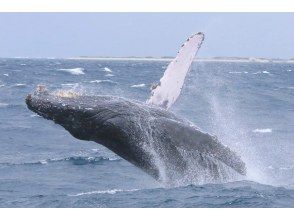 プランの魅力 水面では迫力のある大ジャンプも の画像