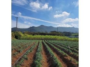 プランの魅力 久米島の大地で育った新鮮な島らっきょうがご自宅に届く! の画像