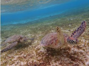プランの魅力 Sea turtle encounter rate is being updated at 100%! の画像