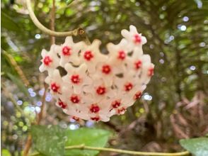 プランの魅力 草花たちと出会える。 の画像