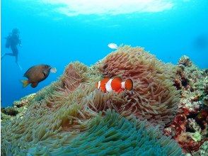 プランの魅力 色とりどりの魚もたくさん♪ の画像