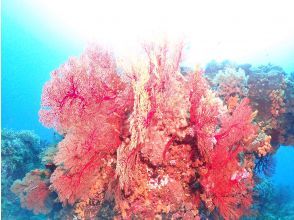 プランの魅力 南国沖縄を楽しもう♪ の画像