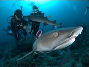 プランの魅力 時々サメにも会えちゃいます♪ の画像