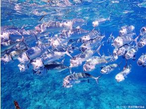 プランの魅力 魚の群れだって見れる! の画像