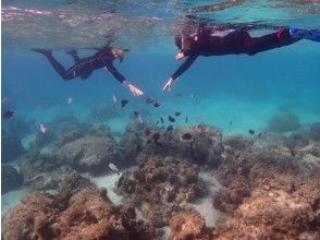 プランの魅力 熱帯魚と泳ごう の画像