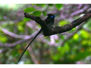 プランの魅力 リュウキュウサンコウチョウ の画像