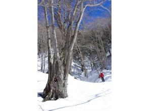 プランの魅力 の画像