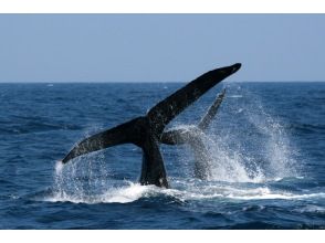 プランの魅力 ザトウクジラの親子 の画像