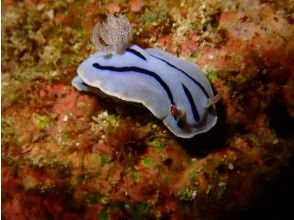 プランの魅力 Must-see for macro lovers! の画像