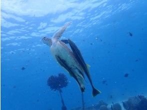 プランの魅力 Maybe you can meet a turtle !? の画像