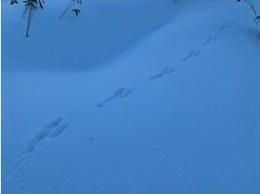 プランの魅力 动物追踪 の画像