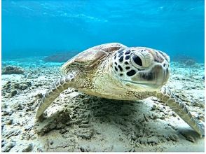 プランの魅力 Let's go see the sea turtles の画像