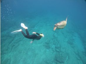 プランの魅力 Let's swim with sea turtles の画像