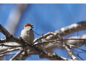 プランの魅力 賑やかなさえずり♫ の画像