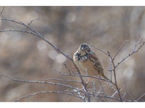 プランの魅力 湿原は目を凝らして の画像