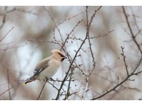 プランの魅力 葉がないから観察しやすい！ の画像