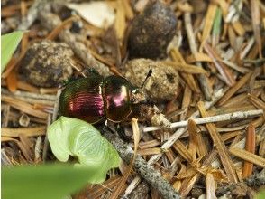 プランの魅力 こんな虫がいるかも？ の画像
