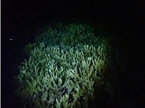 プランの魅力 Coral field at night の画像