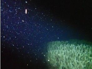 プランの魅力 Coral spawning? !! の画像