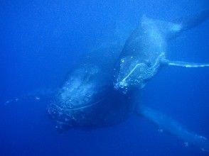 プランの魅力 Main whale swim の画像