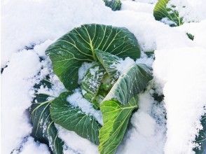 プランの魅力 「ほっこり農園」 キャベツ収穫体験 の画像