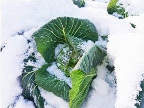 プランの魅力 "Hokkori Farm" Cabbage Harvesting Experience の画像