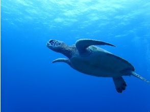 プランの魅力 幸せを運んでくれるウミガメ♪ の画像