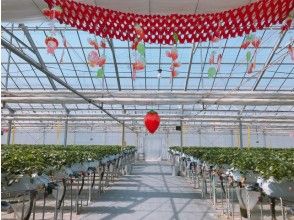 プランの魅力 All-you-can-eat for 1 hour! Strawberry picking in Ishinomaki の画像