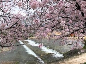 プランの魅力 At that time, go to the best cherry blossom viewing spot! の画像