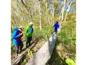 プランの魅力 森の探検 の画像