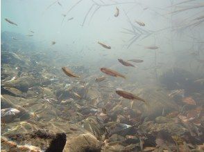 プランの魅力 支流の沢 の画像