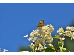 プランの魅力 8月：昆虫と花の関係 の画像