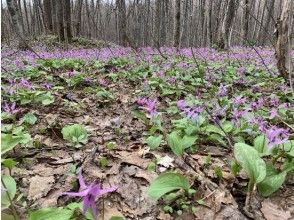 プランの魅力 Large community of erythronium の画像