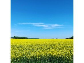 プランの魅力 The best rape field in Japan の画像