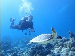 プランの魅力 講習中にウミガメに遭遇！ の画像