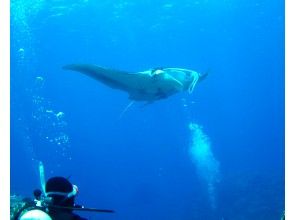 プランの魅力 Manta rays swimming in front of you are very powerful! の画像