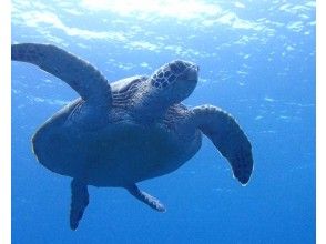 プランの魅力 Sea turtles come to the surface to breathe! の画像