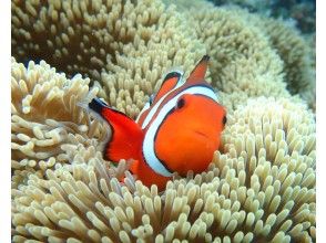 プランの魅力 You can also meet cute clownfish! の画像