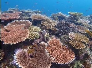 プランの魅力 There is a beautiful underwater world with corals! の画像