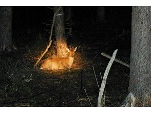 プランの魅力 可愛い、だけで終わらせない自然観察 の画像