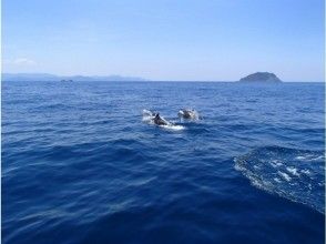 プランの魅力 Dolphins also appear (^ O ^) の画像