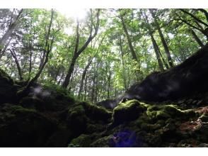 プランの魅力  の画像