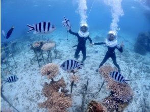 プランの魅力 水中生物も盛りたくさん登場します。 の画像