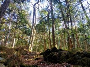 プランの魅力 生命の森　青木ヶ原樹海 の画像