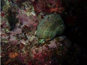 プランの魅力 夜光貝 の画像
