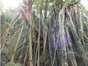 プランの魅力 A magnificent banyan tree where Kijimuna lives ★ の画像