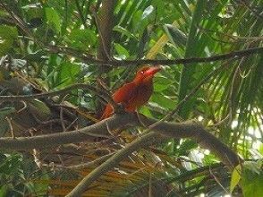 プランの魅力 紅潤翠鳥★這不是一個優美的聲音，所以已經被治癒了！ の画像