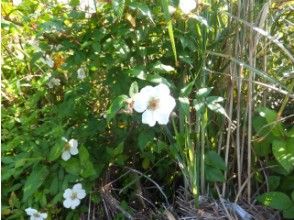 プランの魅力 冬に咲く花★リュウキュウバライチゴ！ の画像