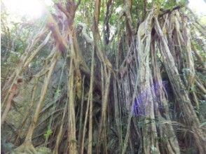 プランの魅力 キジムナーの住む立派なガジュマル★ の画像