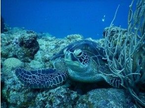 プランの魅力 ウミガメの産卵ポイントでの開催‼️ の画像